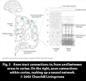 axon_tract