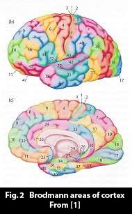 brodmann_cortex