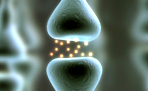neurophysiology