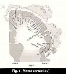 motor_cortex